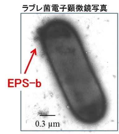 図2　ラブレ菌とEPS-b