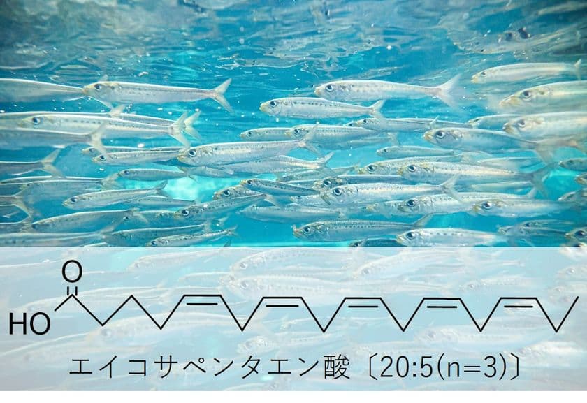 池田糖化工業、
EPA含有量を規格化した「EPAパウダー10E」を上市