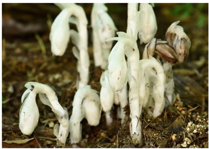六甲高山植物園 神出鬼没？！
ギンリョウソウモドキが開花しました！