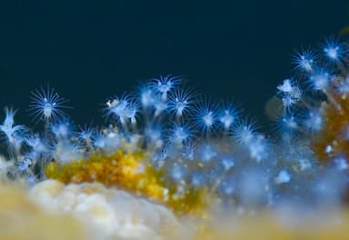 ウミヒドラの仲間