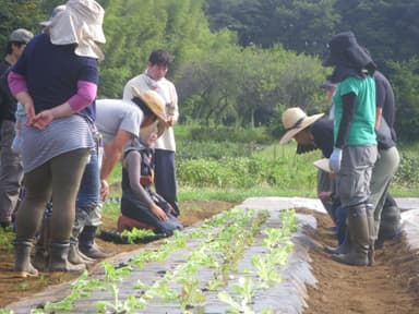 苗の植え付け