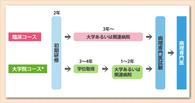 研修フロー図