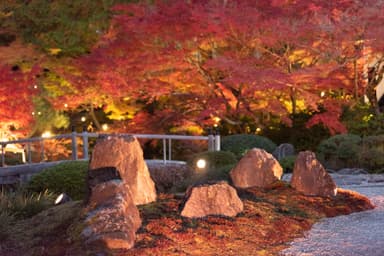 紅葉のライトアップ
