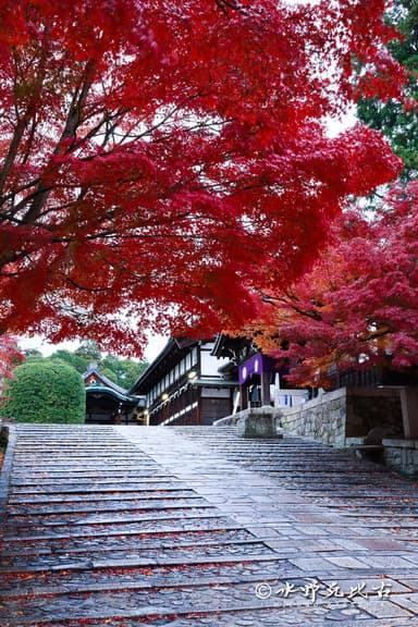 女坂の紅葉