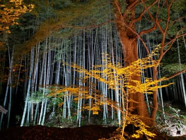 竹林のライトアップ