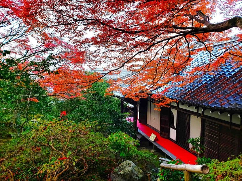通常非公開・京都「霊鑑寺」秋の特別拝観
11月21日(金)より開催　
～庭の緑と紅葉の赤が織りなす美しい庭園と狩野派作の襖絵を公開～
