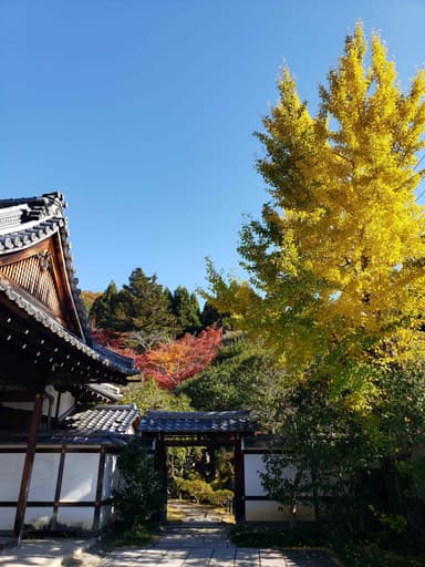 霊鑑寺の銀杏