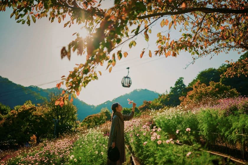 神戸を一望できる山上のリゾート“神戸布引ハーブ園”で秋を満喫！
「GARDEN FEST 2025-Autumn- のんびり、ぶらり、秋散歩」を
9/13(土)～12/7(日)に開催