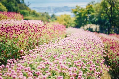 センニチコウ_7月下旬-11月中旬