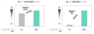 (図.1) 表皮幹細胞マーカー／(図.2) 細胞増殖マーカー