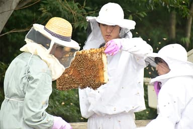 八王子キャンパスで養蜂