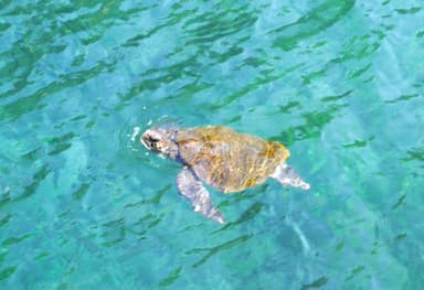野伏港岸から見られるウミガメ