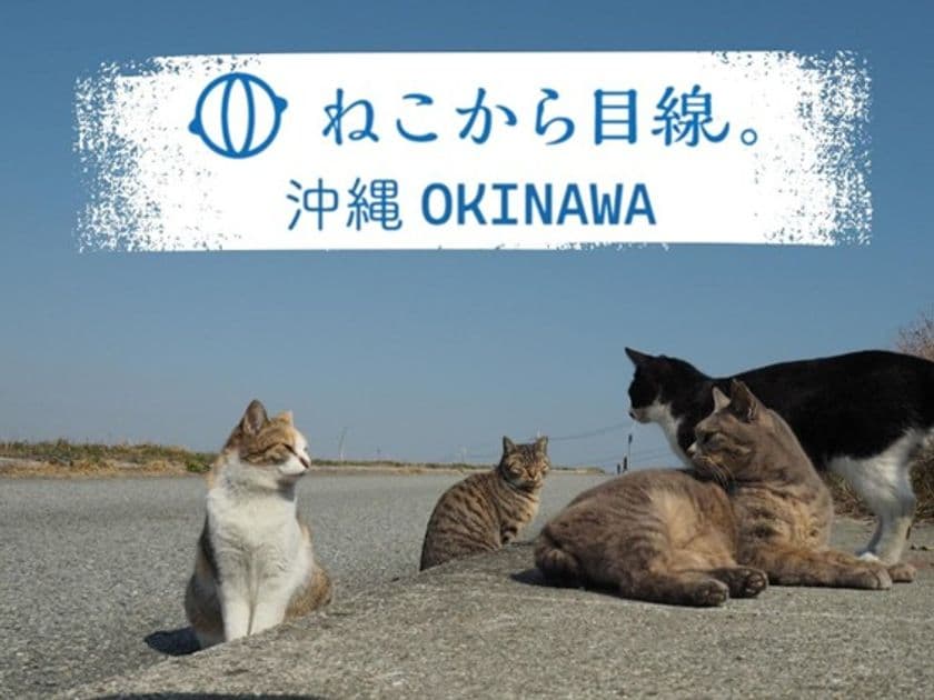 人と猫が共生できる沖縄に貢献したい！
世界で一番猫にやさしい捕獲器「トラスケ」が沖縄初上陸。
これまで以上に「ねこから目線。」な保護活動を開始します。