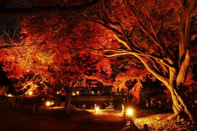 なからぎの森の池ライトアップ(昨年度)