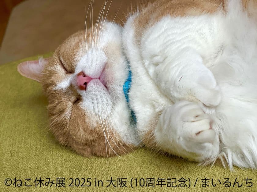 10周年記念 猫の祭典＆最新ミニチュア作品が大阪に大集結♪
「ねこ休み展」「ミニチュア写真の世界展」
11月12日(水)～19日(水) ルクア大阪で開催！