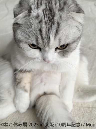 ねこ休み展　展示作品：Muu