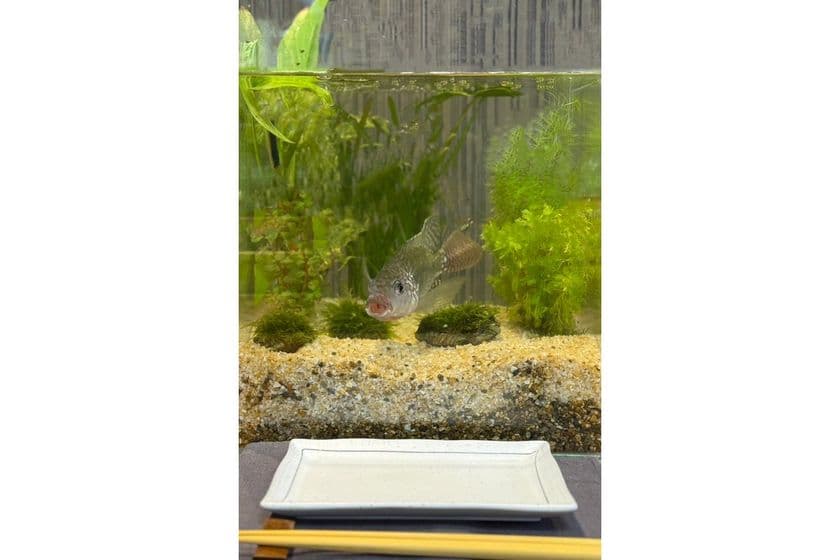 「いただきます水槽」──命を育て、感謝して食べる　
都市に生まれた新しい“食育アクアリウム”を12/25発売！