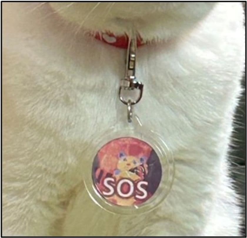 迷子猫を一頭でも減らし、飼い主が万が一の時でも
置き去りにすることを防げる新しいシステム
「マイにゃんSOSコード」を大学生が発案・具体化し、
10月17日よりクラウドファンディングを立ち上げ