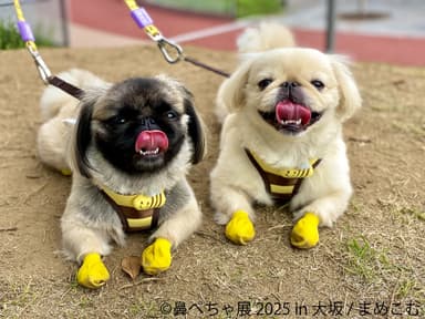 鼻ぺちゃ展 展示作品：まめこむ