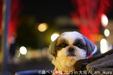 鼻ぺちゃ展 展示作品：i_am_ikura