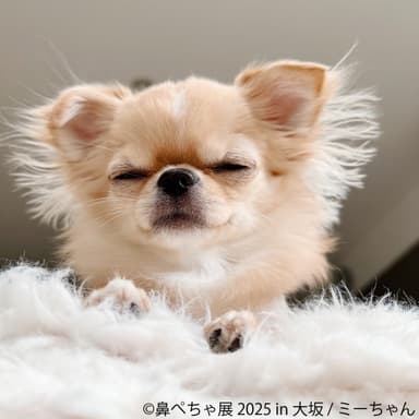 鼻ぺちゃ展 展示作品：ミーちゃん