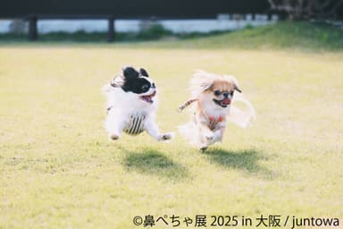 鼻ぺちゃ展 展示作品：juntowa