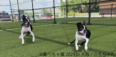 鼻ぺちゃ展 展示作品：ごろちゃん