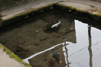 妙見七つ井戸　イメージ2