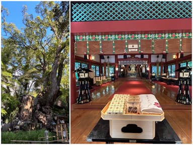 樹齢2&#44;000年を超える大楠／來宮神社へ奉納