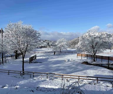 真っ白な雪原が広がるたけはららキャンプジョー