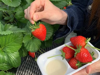 人気の「いちご狩り×グランピングBBQプラン」