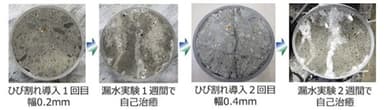 写真1：ひび割れの自己治癒状況