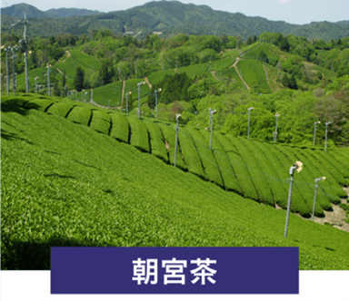朝宮茶