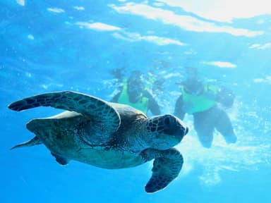 ウミガメとシュノーケリングツアー