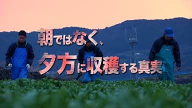 朝ではなく夕方に収穫