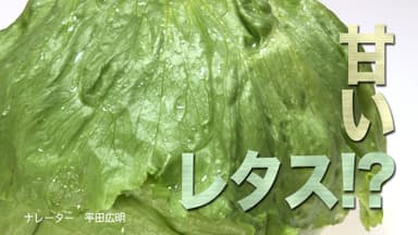 甘いレタス
