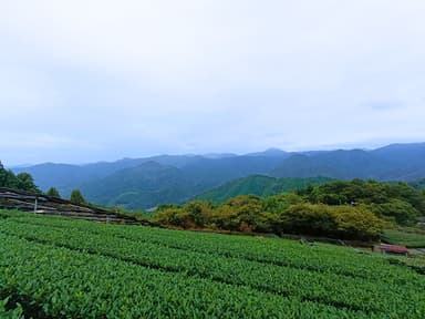 茶畑(1)