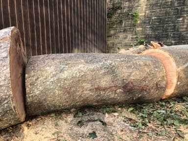 お預かりした御神木の欅