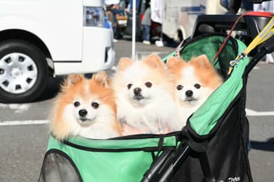 ペットとの来場大歓迎！01