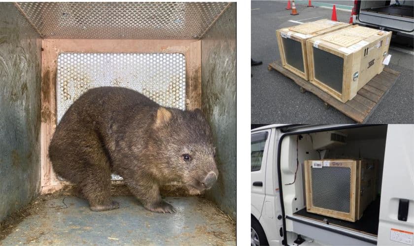 オーストラリアから大阪府池田市立五月山動物園へ
ウォンバット2頭の輸送をサポートしました。