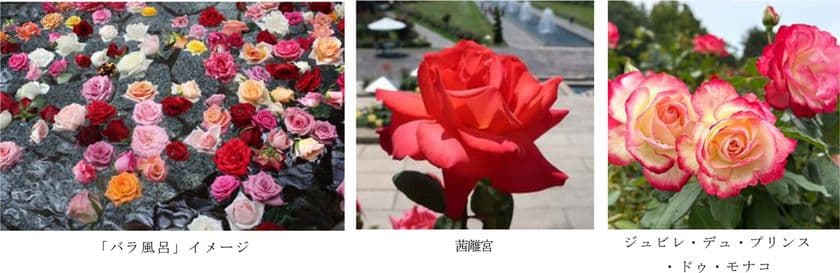 有馬温泉 太閤の湯×須磨離宮公園 コラボ企画
約1,000輪の「バラ風呂」で優雅なひとときを
11月15日（土）限定