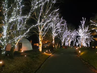 イルミネーションナイト2025