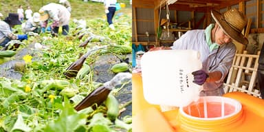 自社農場産ヘチマ水の製造