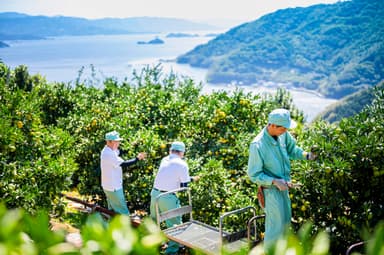贅沢みかん狩り［海のランチと温泉入浴券付き］