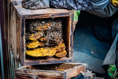 幻のニホンミツバチ 冬の養蜂体験