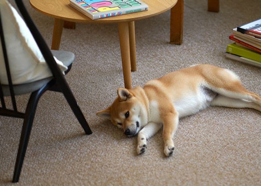 【家族のお悩み解決】
お家専用タイルカーペット12月1日発売！