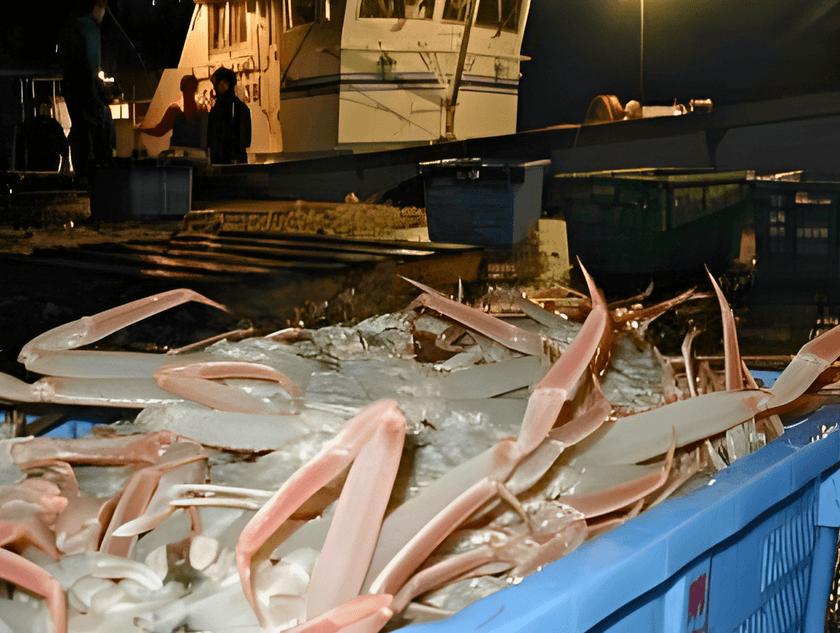 島根県・隠岐諸島「松葉ガニ漁」今年も解禁！11月26日初売り
“伝統の篭漁が支える、冬の至宝の鮮度と美しさ”