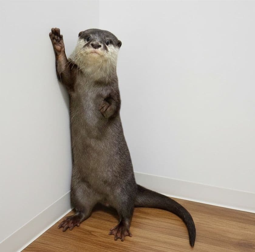 あなたの街でカワウソさんを育ててみませんか？
カワウソと共に地域活性化プロジェクト