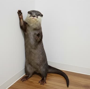 コツメカワウソさん