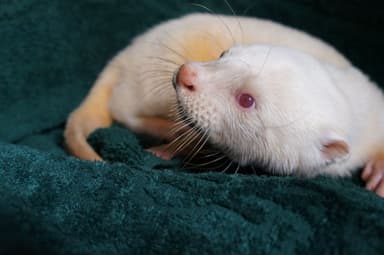 奇跡の白いカワウソ　ロッキー